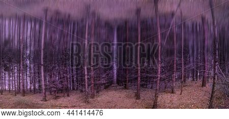 Surreal Symmetrical Halloween Autumn Forest With A Mirror Effect
