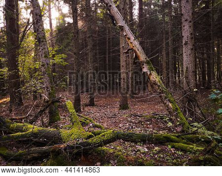 Majestic Dark Dense Autumn Forest. Strange Misty Dark Forest.