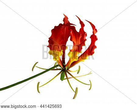 View Of A Glory Lily Flower, Gloriosa Superba, A Perennial Poisonous Herb Growing From A Fleshy Rhiz