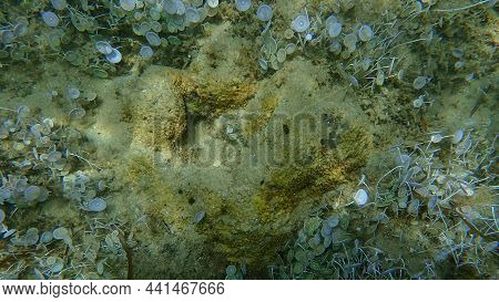 Stinker Sponge (sarcotragus Fasciculatus) Undersea, Aegean Sea, Greece, Halkidiki