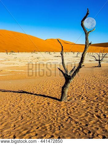 The huge moon is low on the horizon. The skeletons of dead trees. Namibia. Africa. The clay plateau Sossusflei and scenic red and orange sand dunes. The Namib Naukluft Park. 