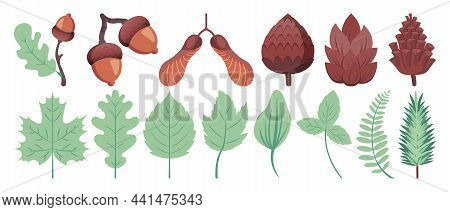 Green Plant Leaves, Pinne Cones, Oak And Maple Seeds. Beautiful Herbal