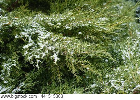 Thin Layer Of Snow On Branches Of Juniper With Immature Male Cones In Mid December