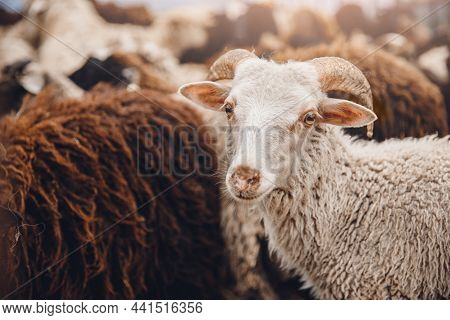 Concept Pity For Killing Animals Vegetarianism. Sheep Looks Pitifully Through Grate Of Pen Before Sl