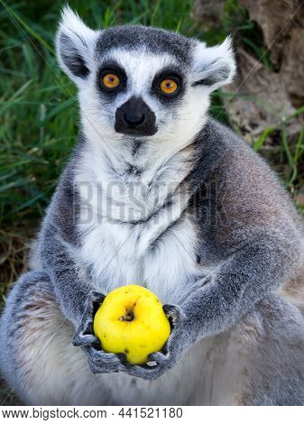 Ring-tailed Lemur Holds A Fruit In Its Paws.