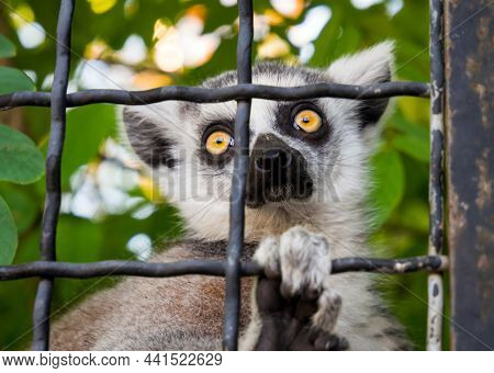 Ring-tailed Lemur Behind The Bars Of The Aviary.