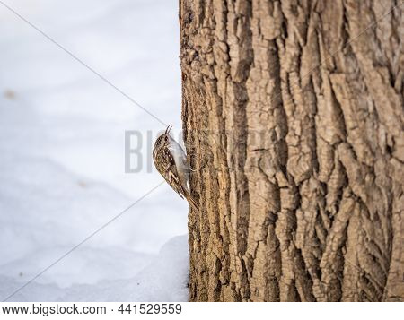 Little Bird Eurasian Treecreeper Crawling On A Tree. Cute Interesting Forest Bird Treecreeper. Natur