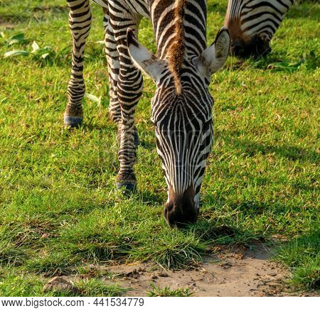 Close Up Shot Of Zebras Equus Quagga Are Grazin On The Vast Grassy Plains Of The Ngorongoro Crater C