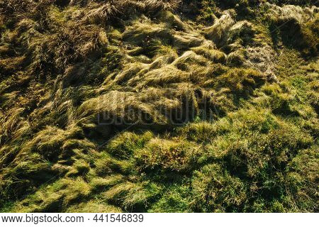 Top View Grass Background. Autumn Outdoor Sunny Day. Wet Swamp Ground Landscape. National Park Sceni