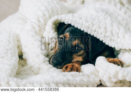 Dog Breed Yag-terrier On Light Background. A Small Puppy, Pet, Lies In Fluffy Soft Blanket, Hid In B