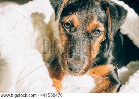 Dog Breed Yag-terrier On Light Background. A Small Puppy, Pet, Lies In Fluffy Soft Blanket, Hid In B