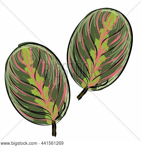 Maranta Leuconeura Prayer Plant Hand Drawing Green Color Sketch Illustration