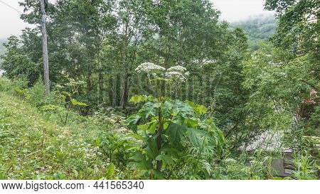 Lush Juicy Hogweed Grows On The Hillside. Large Carved Leaves, White Umbellate Inflorescences. Green