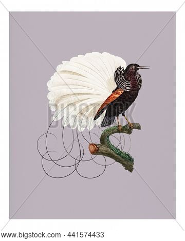Vintage twelve wired bird of paradise illustration wall art print and poster.