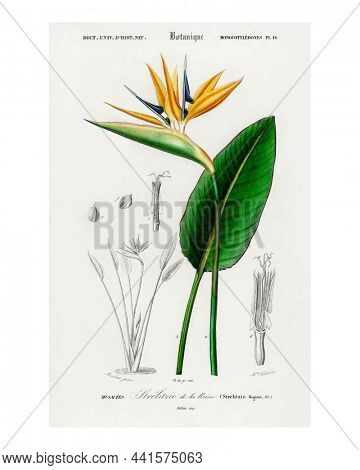 Bird of paradise vintage illustration wall art print and poster design remix from the original artwork.