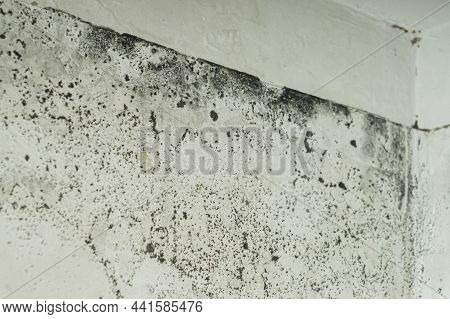 Mold And Mildew On The Wall In The Room. A Freezing Wall. Dampness On The Surface. A Leaky Ceiling. 