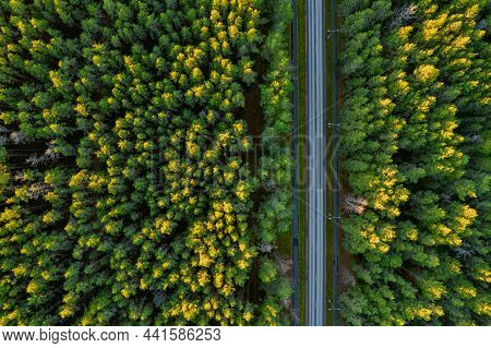 Aerial View From Drone Of Concrete Road Leading Through Autumn Dense Forests And Groves In Yellow Gr