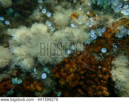 Chicken Liver Sponge Or Caribbean Chicken-liver Sponge (chondrilla Nucula) And Marine Algae Slender-