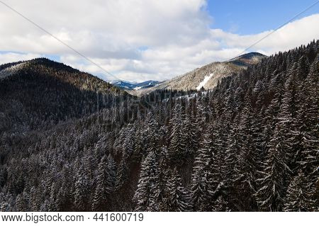 Winter Landscape With Spruse Trees Of Snow Covered Forest In Cold Mountains.
