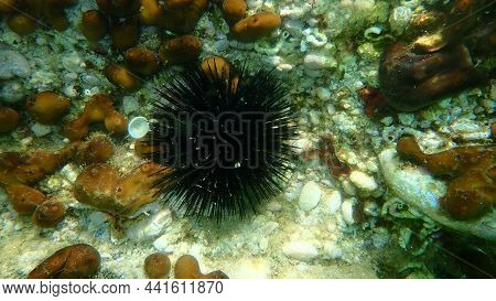 Black Sea Urchin (arbacia Lixula) Undersea, Aegean Sea, Greece, Halkidiki