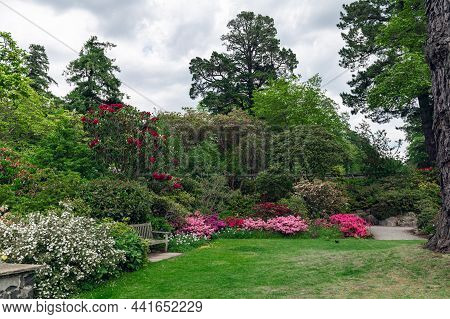 Beautiful Garden With Blooming Trees And Bushes During Spring Time, Wales, Uk