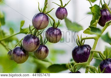Unripe Purple Tomatoes Growing On Branch