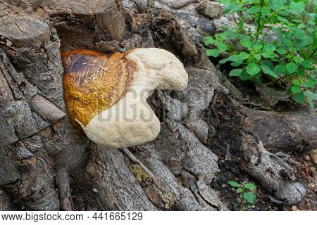 Polyporous Fungus, A Common Fungus On Old Tree Trunk. Howrah, West Bengal, India.