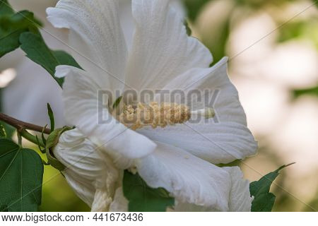 White Flowers Of Hibiscus Grandiflorus, The Swamp Rosemallow.