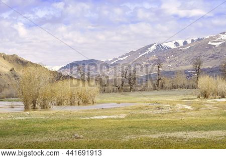 Trees In The Waters Of The River. Naked Plants In Spring In High Water On The Chuya River In The Chu