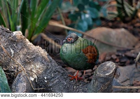Full Body Of Small Female Crested Partridge Is A Resident Breeder In Lowland Rainforests. Photograph