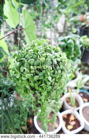 Dischidia Nummularia Variegata, Dischidia Plant In The Garden