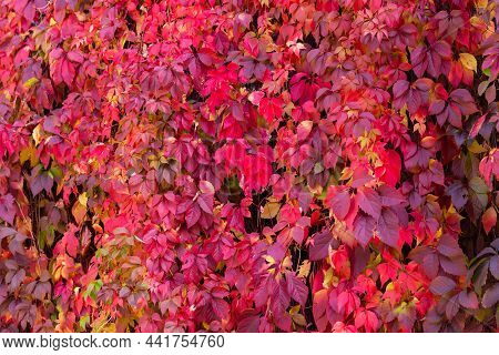 Virginia Creeper Leaves. Bright Autumn Red Leaves. Natural Background. The Wall Covered With Climbin