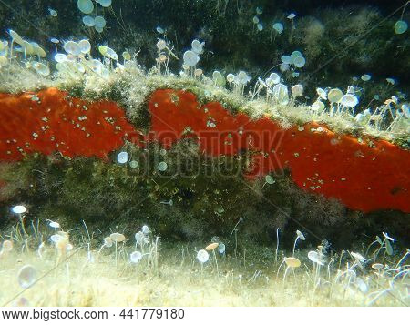 Red Encrusting Sponge Or Orange-red Encrusting Sponge (crambe Crambe) Undersea, Aegean Sea, Greece, 