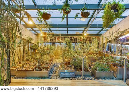 Inside A Succulent Greenhouse. Botanical Garden Of Moscow State University, Russia