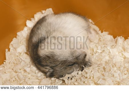 Cute Hamster Is Sleeping On Wood Shavings In Cage.