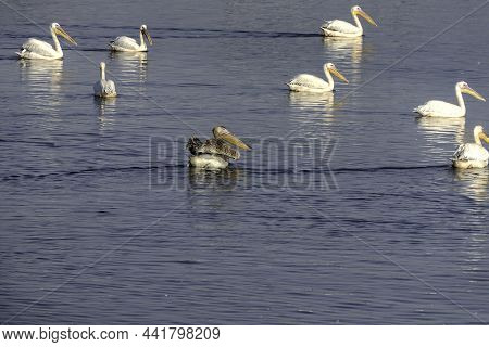 View Of An Artificial Pond With Pelicans Resting During The Winter Migration. Israel
