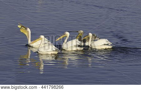 View Of An Artificial Pond With Pelicans Resting During The Winter Migration. Israel