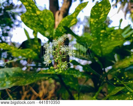 Codiaeum Is A Genus Of Plants Under The Family Euphorbiaceae First Described As A Genus In 1824. It 