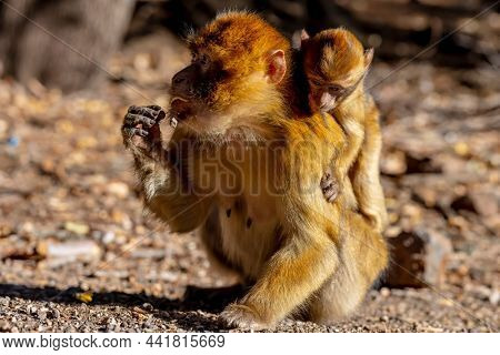 Macaque apes family living in cedar woods near Azrou in Morocco