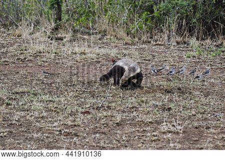 The Honey Badger, Mellivora Capensis, Also Known As The Ratel Is A Fearless Animal