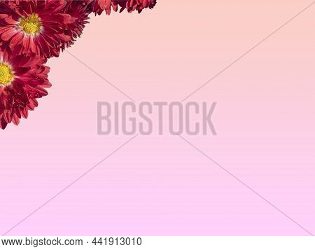 A Bouquet Of Red Chrysanthemums On A Delicate Pastel Pink Background, A Place For Text.  A Greeting 