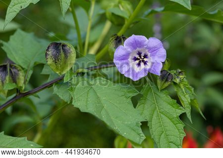 Apple Of Peru (nicandra Physalodes) Flower