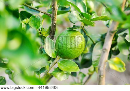 Lime, Lime Plant Or Lime Tree Or Lemon Tree