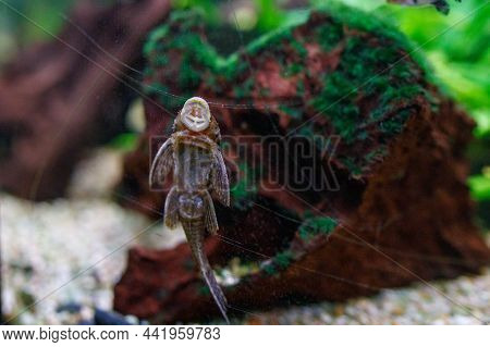 Freshwater Aquarium Fish.  Immitation Of Natural Marine Enriromnent At The Oceanarium In Ukraine
