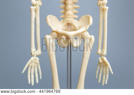Anatomical Skeleton Model, Skeletal System