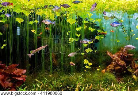 Aquarium Full Of Fresh Water Fish And Aquatic Plants