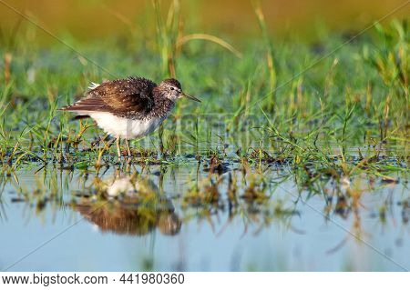 Tringa Glareola Or Wood Sandpiper In Marshland