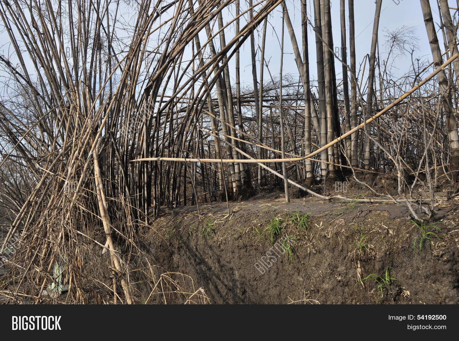 Bamboo Trees Damaged Image & Photo (Free Trial) Bigstock