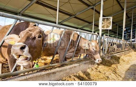 Modern dairy farm