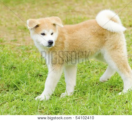 Akita Inu